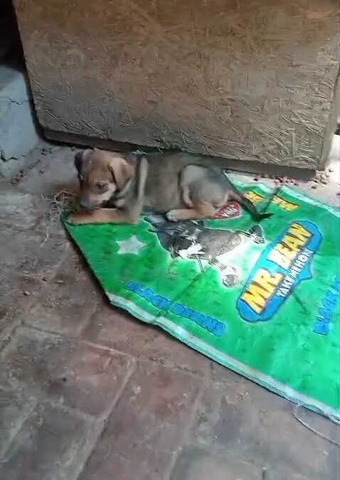 ¡ADOPCIÓN RESPONSABLE! 🐾 Cachorros buscan el hogar de sus sueños