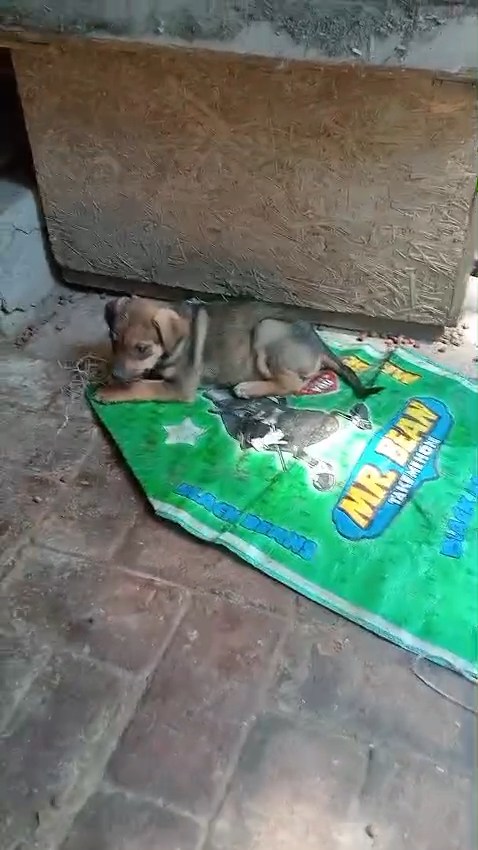 ¡ADOPCIÓN RESPONSABLE! 🐾 Cachorros buscan el hogar de sus sueños