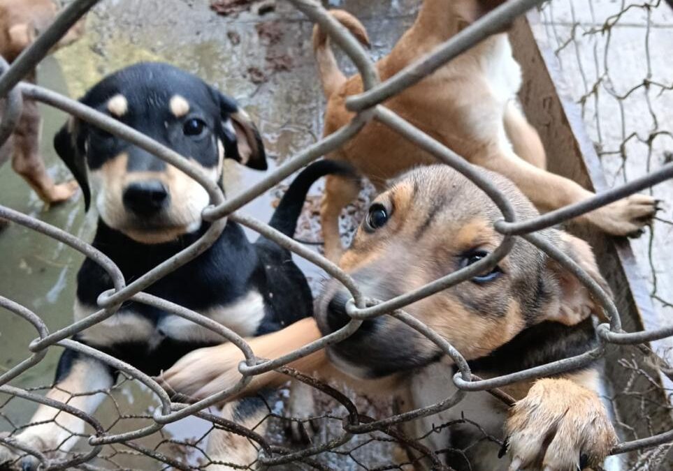 ¡Cinco pequeñas razones para abrir tu corazón! 🐾