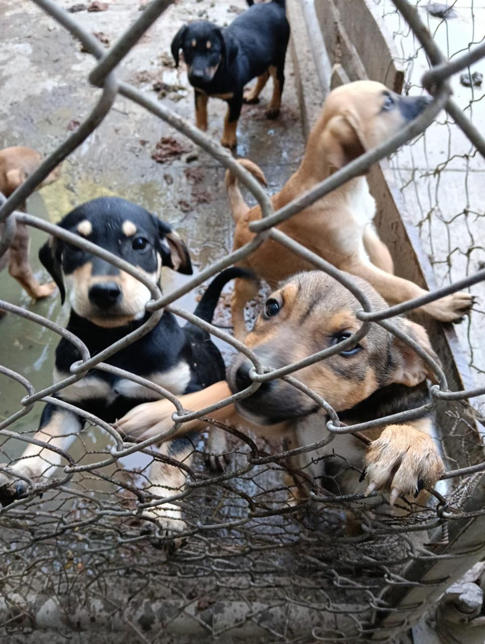 ¡Cinco pequeñas razones para abrir tu corazón! 🐾